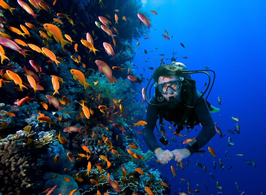 scuba divers with school of fish