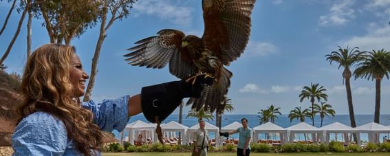 Hawk landing on a gloved arm at Catalina Island luxury hotels