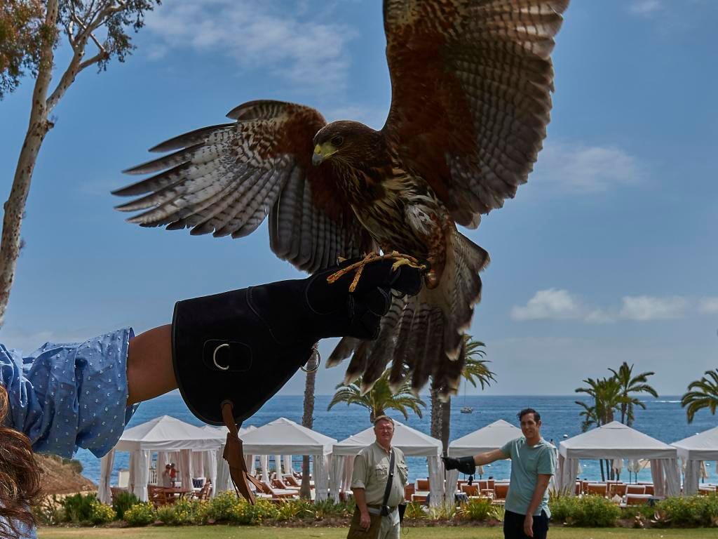 Woman holding eagle on hand near Catalina Island Company