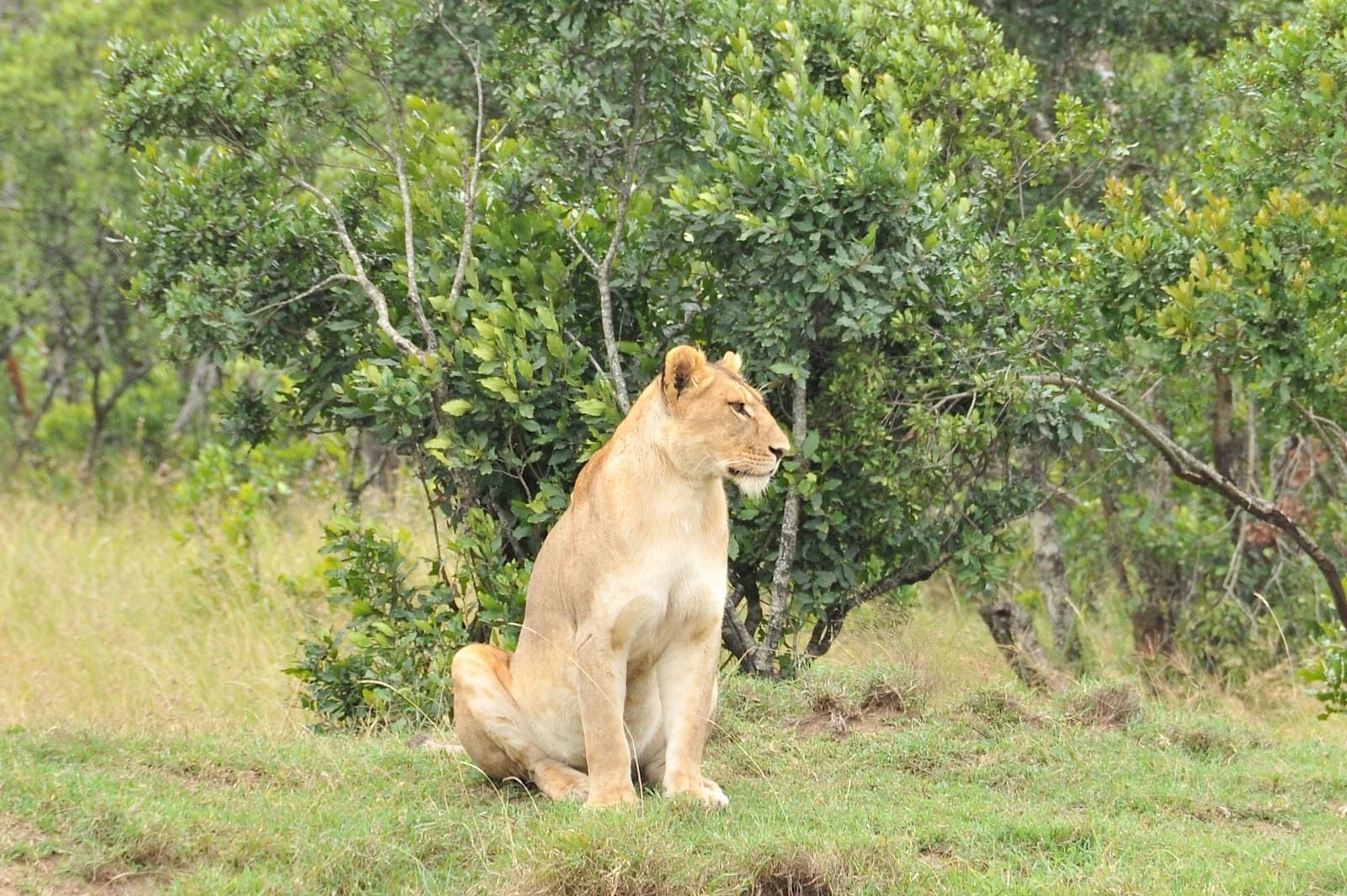 A lioness captured near Sweetwaters Serena Camp