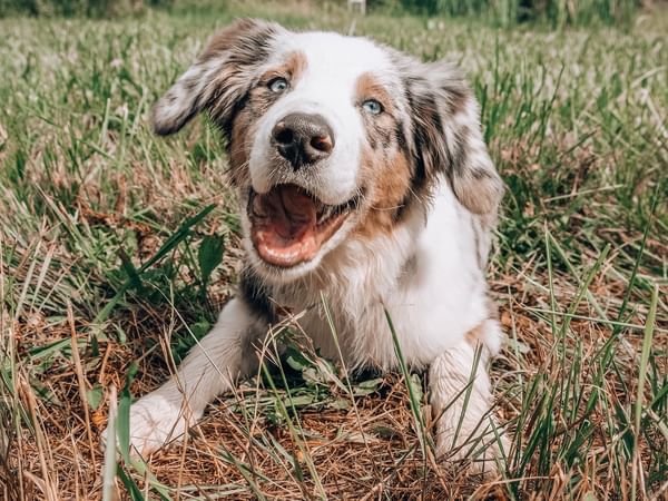 happy dog lying on grass