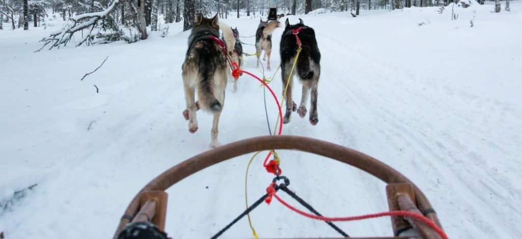 A dog sled tour on a snowy trail in Canmore.