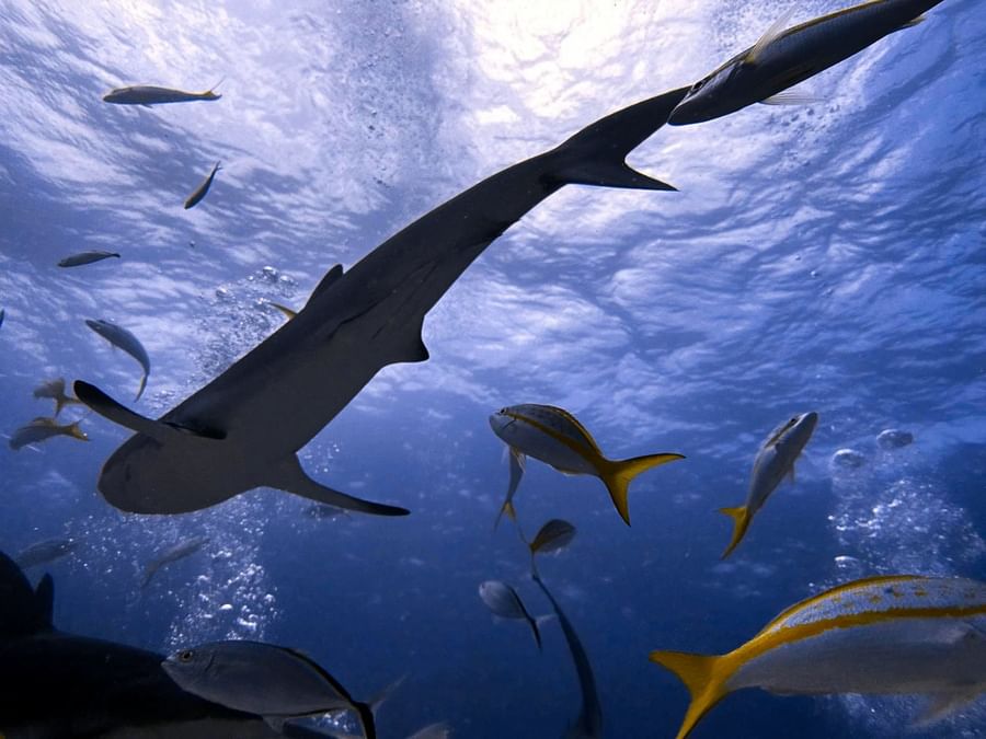 Large shark swimming by yellow fish under the ocean surface near Warwick Paradise Island Bahamas