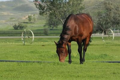 Brown horse grazing peacefully in a vibrant green pasture at The Ranch at Ucross with hills in the background