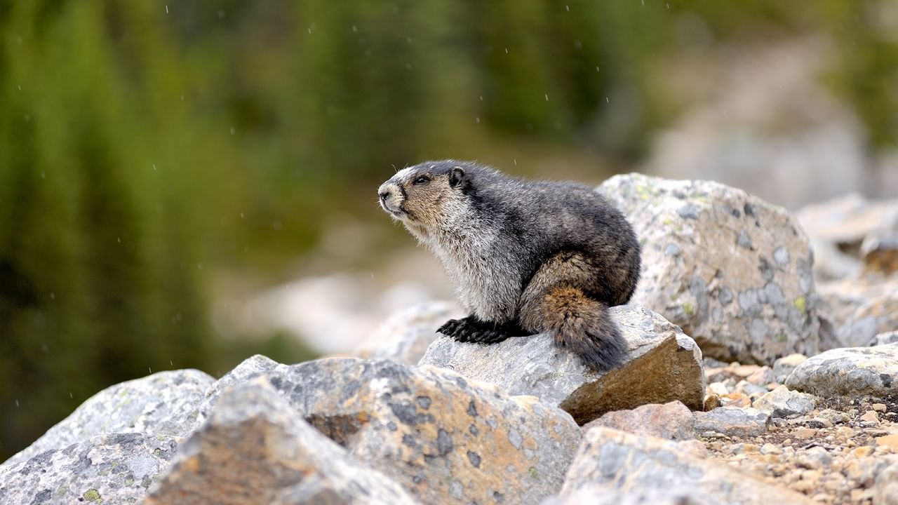 Ground squirrel sitting on rocks near green grass.