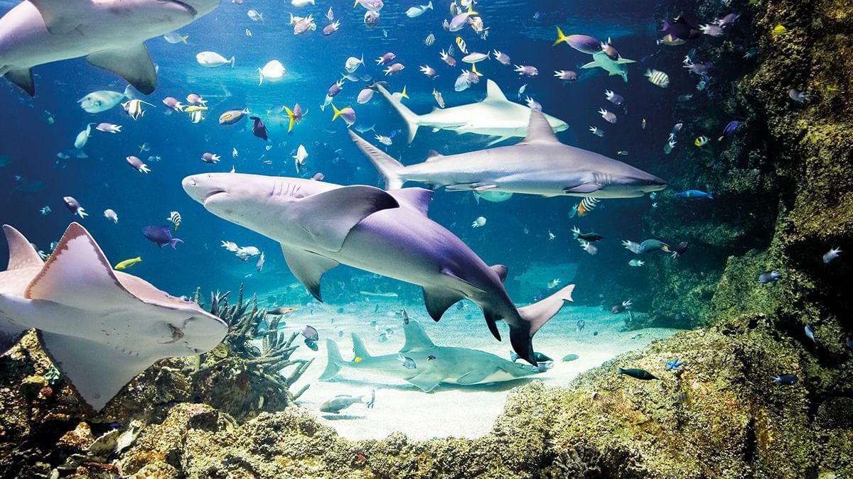 Sea Life Aquarium Attractions | Things to Do at Legoland California | Near Carlsbad by the Sea Hotel