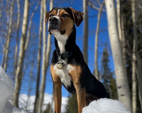 The Elevation Resort and Spa welcomes any kind of dogs