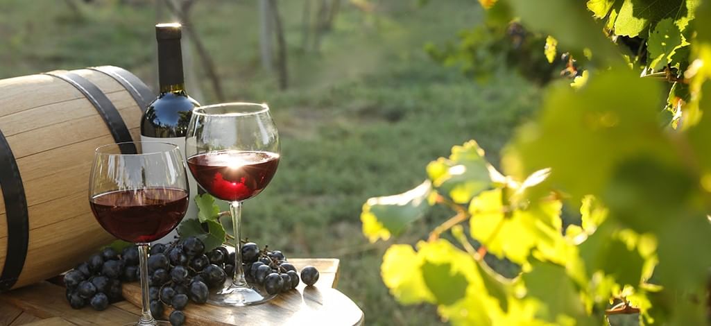 wine and grapes in vineyard