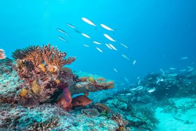 Fishes swimming around coral reefs near Heron Island Resort
