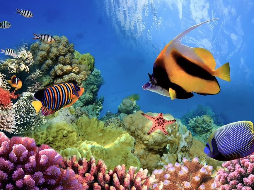 Coral Reef near Silkari Hotel Port Douglas