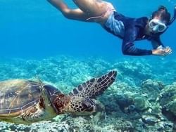 A Lady scuba diving with a turtle near Stay Hotel Waikiki