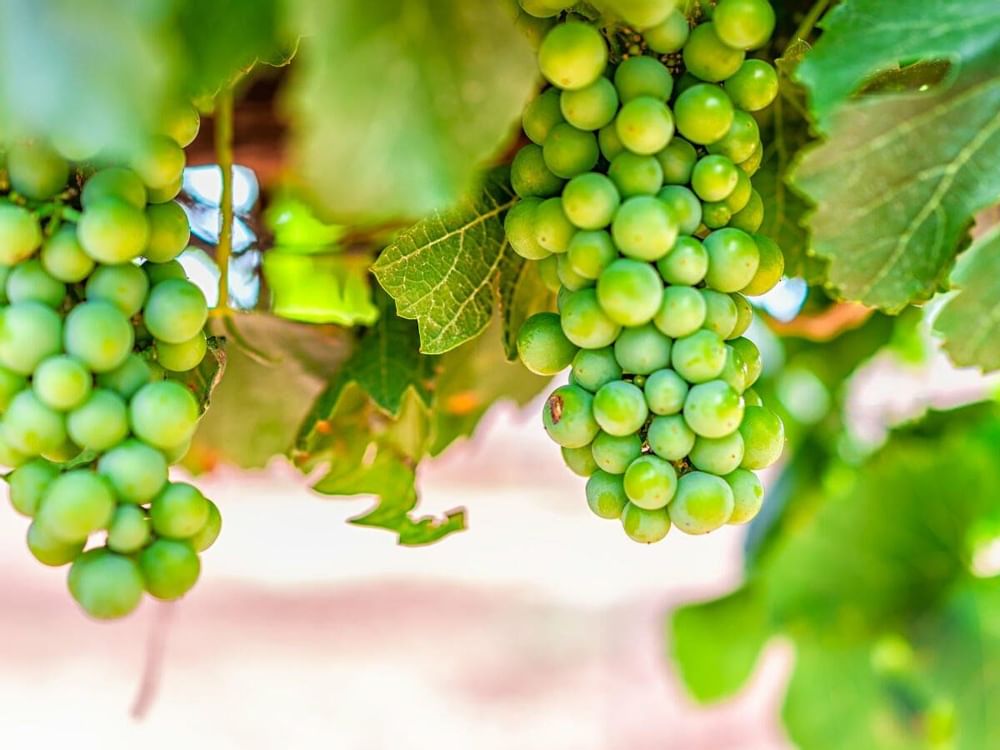 Grapes at Freixenet México vineyard near La Colección