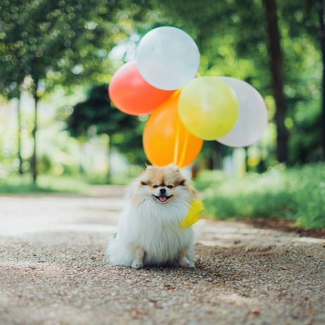 A dog with balloons tied to it at Amara Hotels