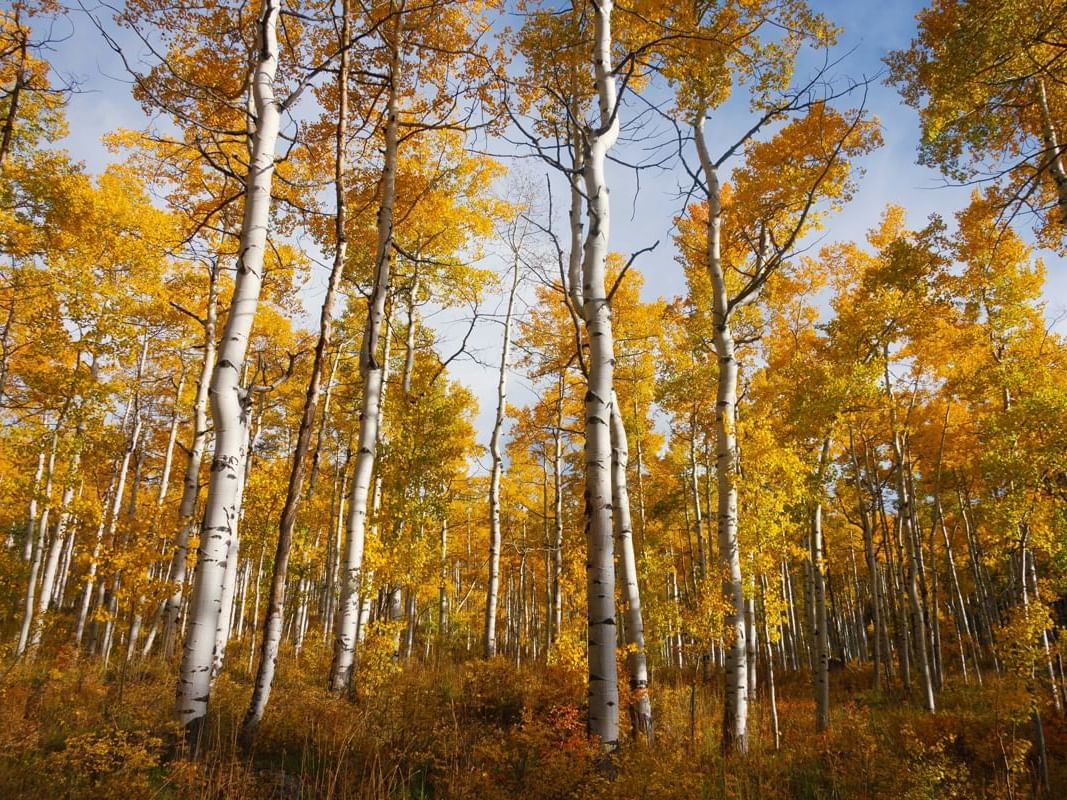 Aspen Grove trees with golden leaves on a sunny day at Kinship Landing