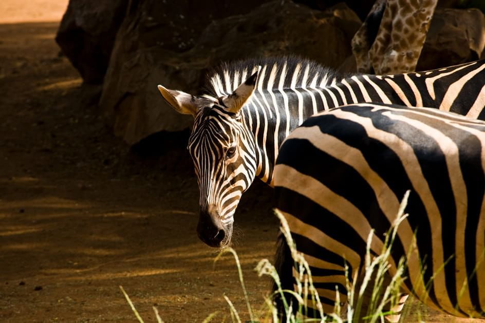 Portrait of a Zebra in Honolulu Zoo near Waikiki Resort Hotel
