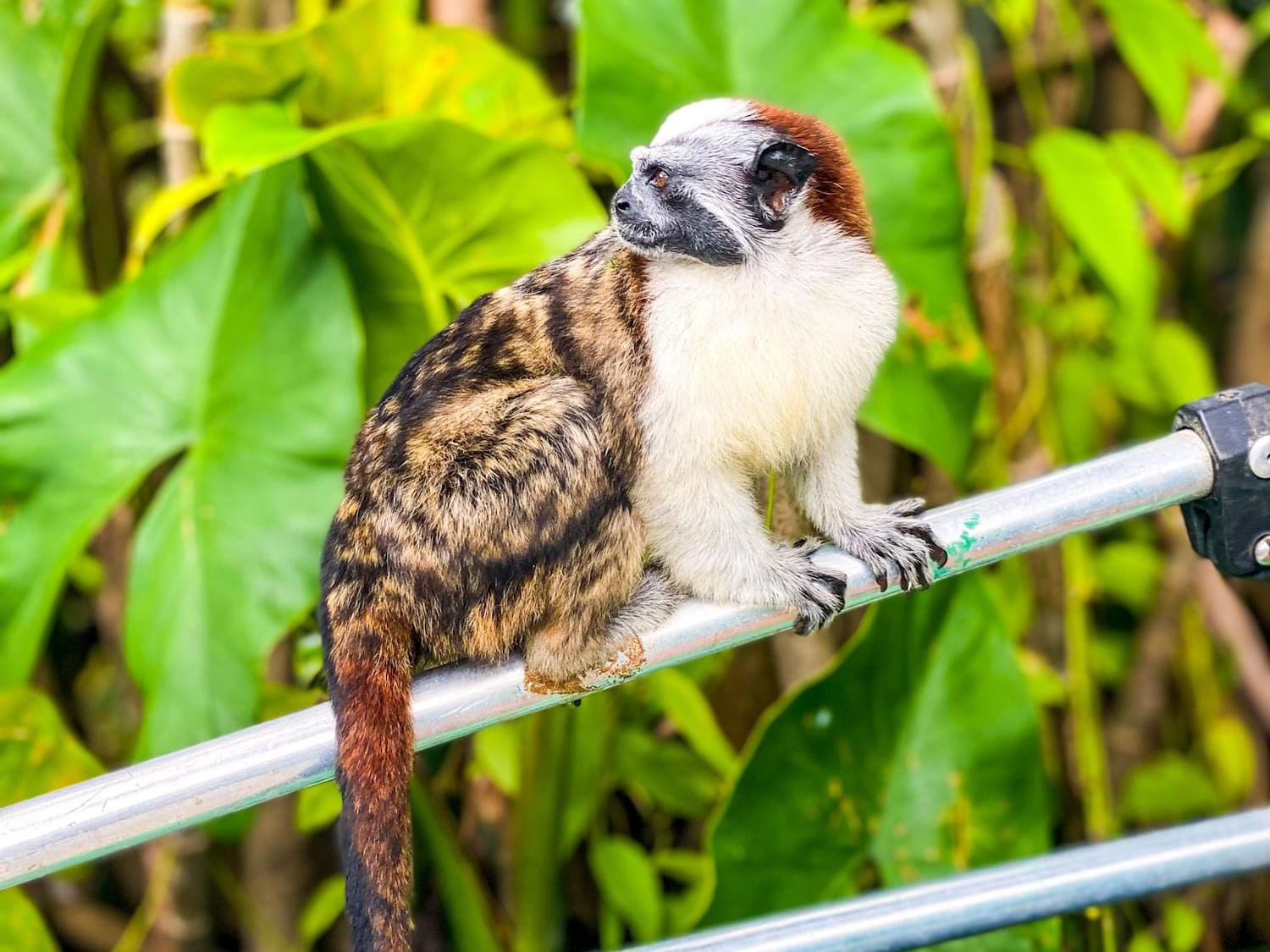 monkey island tour panama