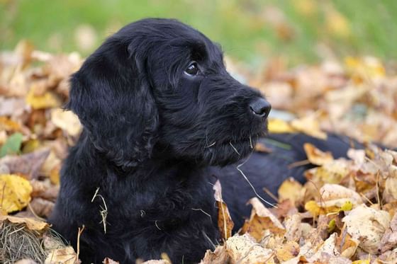 A puppy resting on fallen leaves at Blackcomb Springs Suites