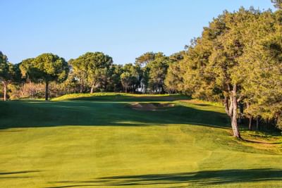 Titanic Golf Club trees