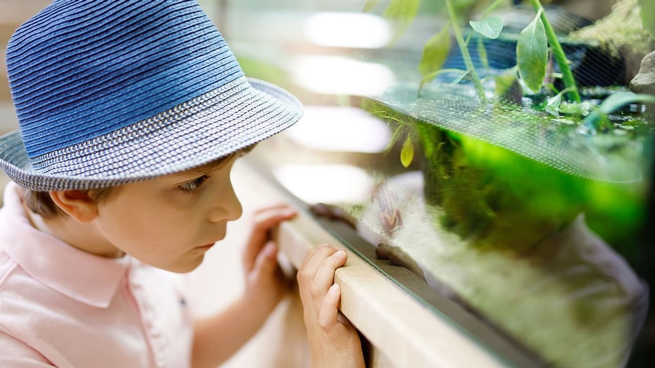 boy in blue hat looking in an aquarium 