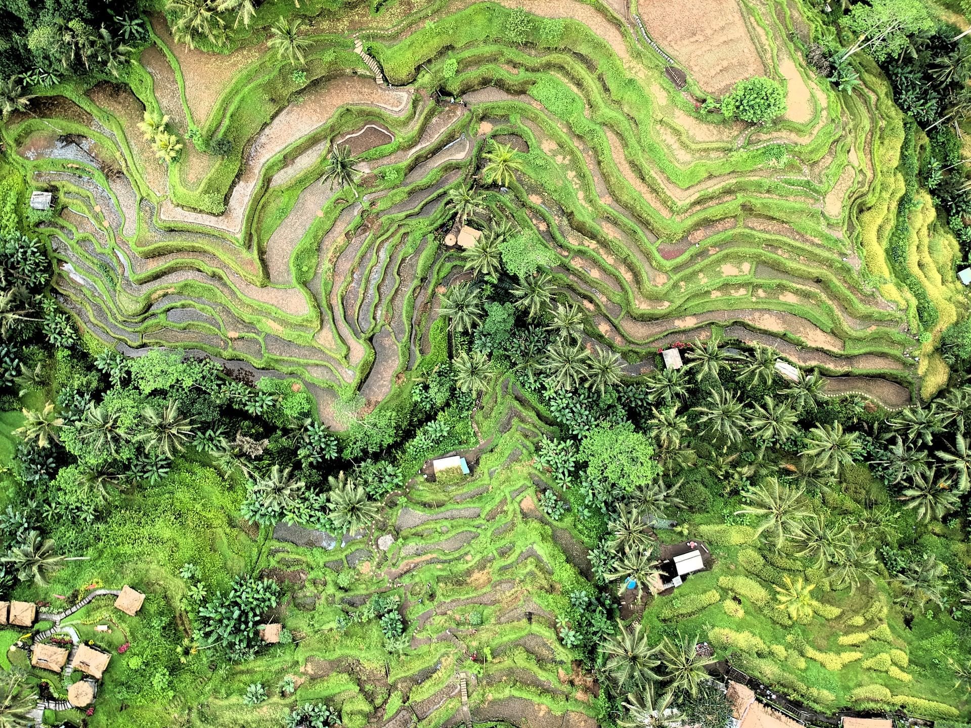 Pemandangan Ubud dekat Peppers Seminyak