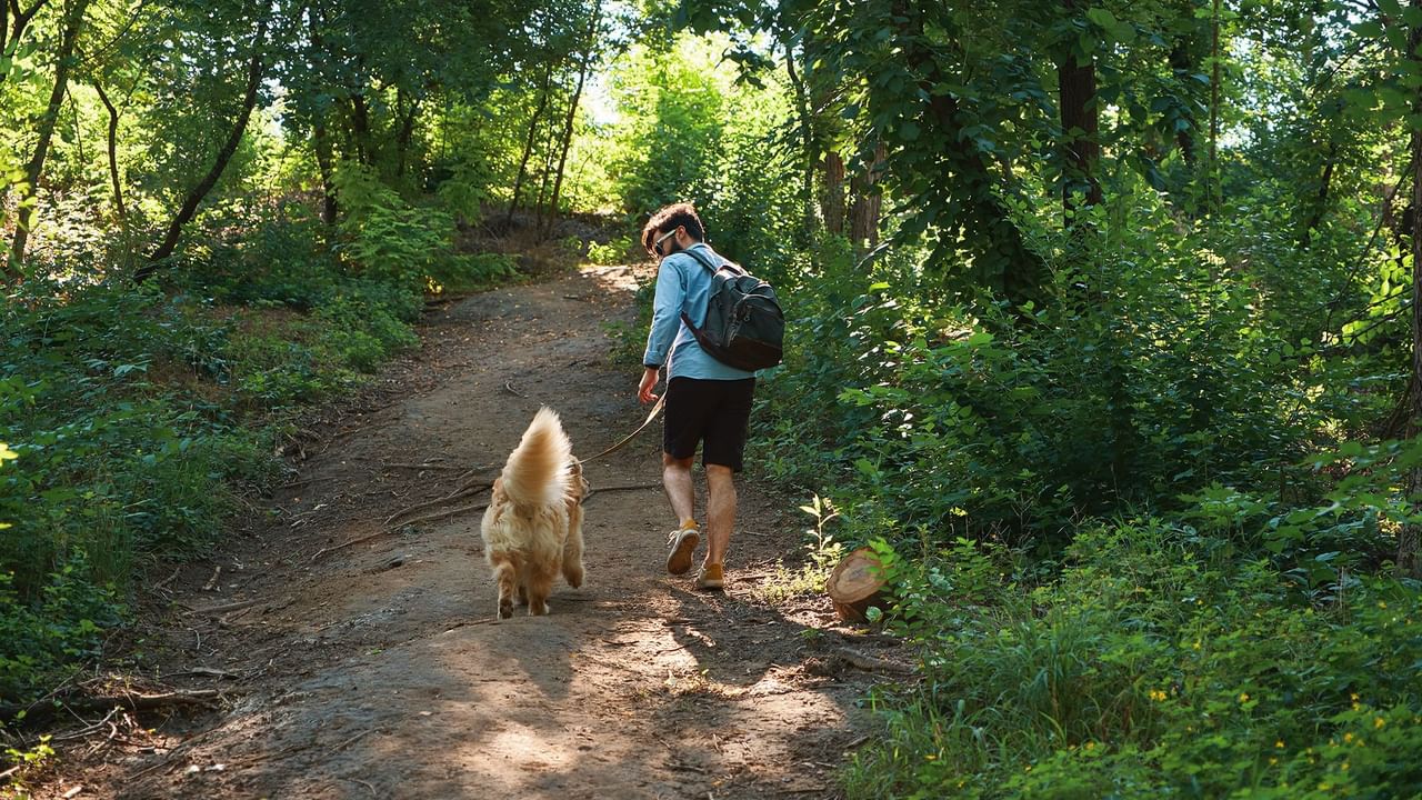 A person walking a dog on a path through a forest.