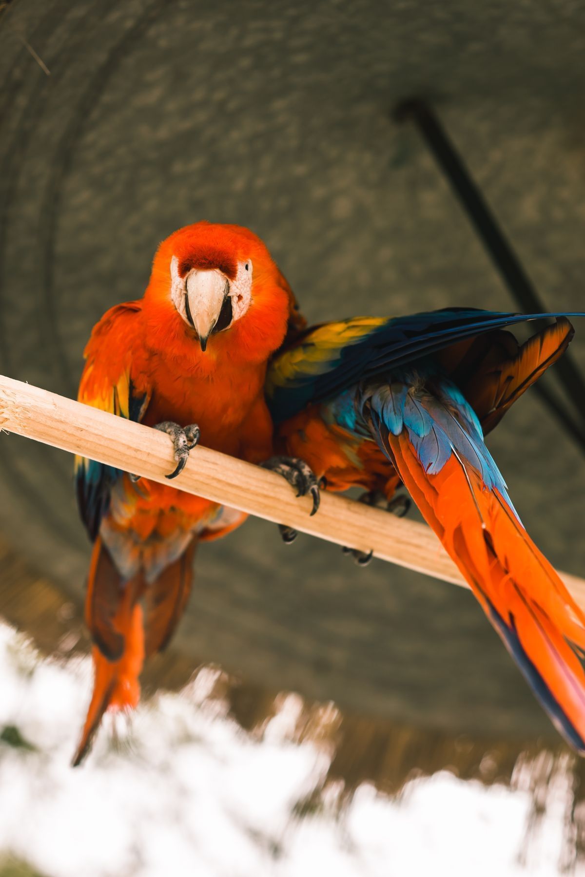 Two vibrant scarlet macaws perched on a wooden bar under a thatched roof at Casa Santo Domingo