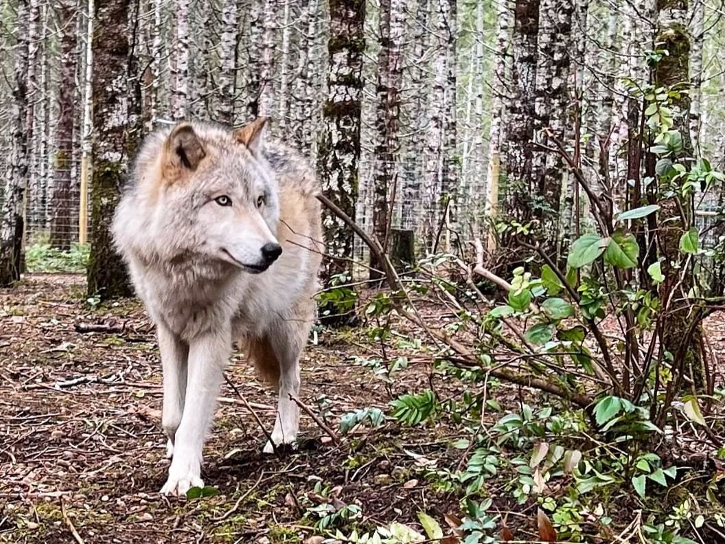 Close-up of a wolf in Roam Wolfdog Sanctuary near Alderbrook Resort & Spa