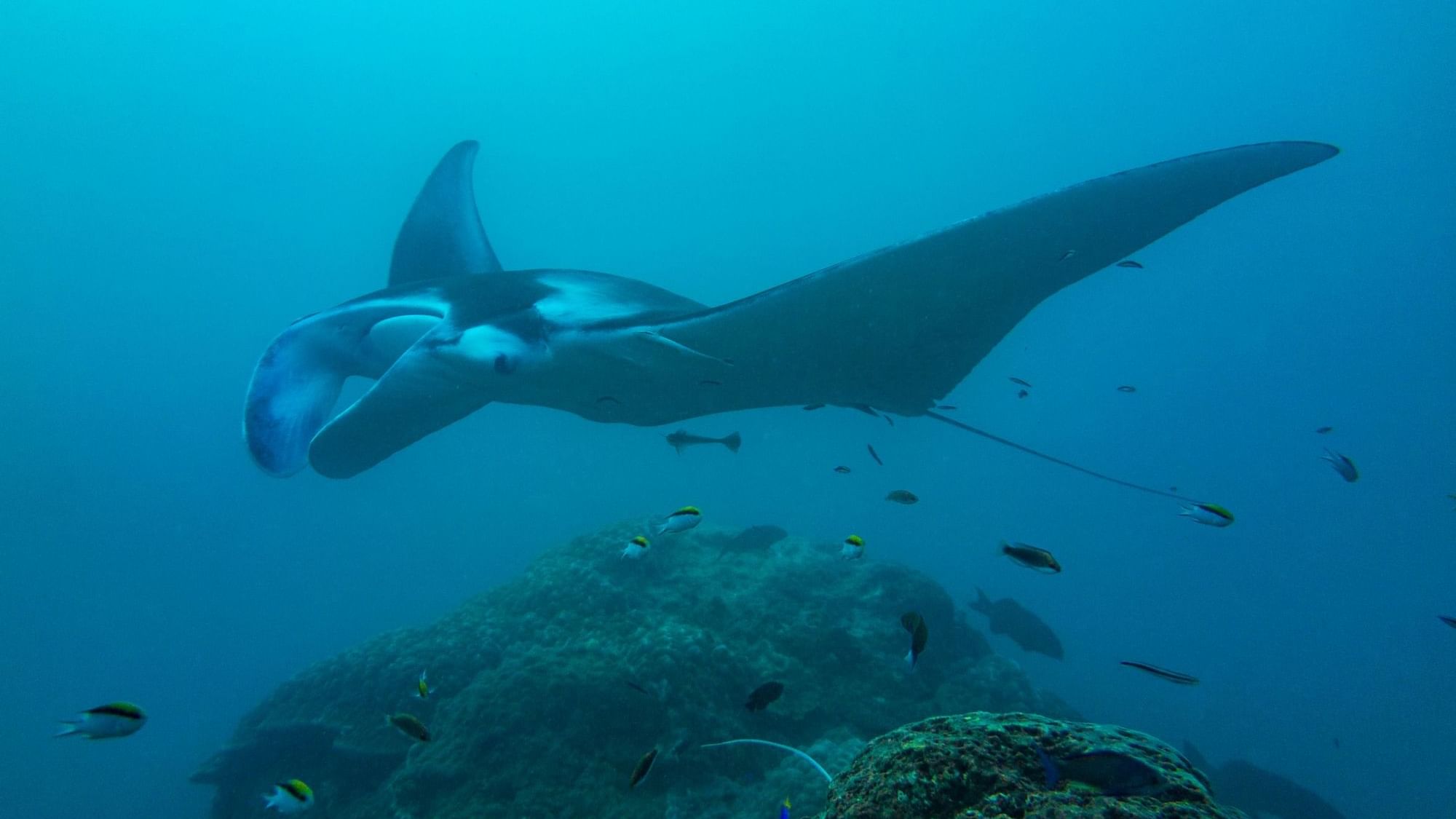 Closeup of a ray in the sea near Heron Island Resort