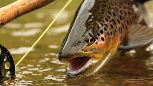 Trout Fishing in The Poconos