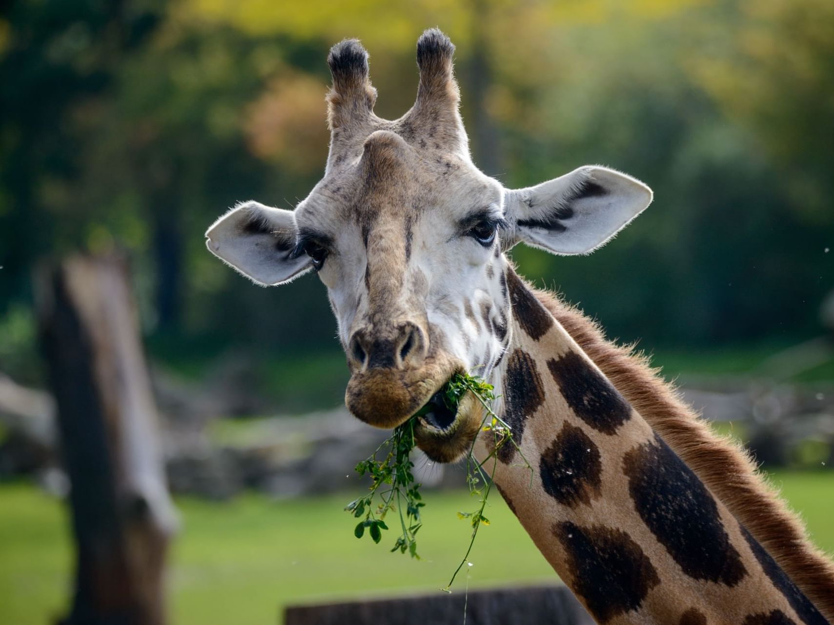 Closeup of a Giraffe in county zoo near ICONA Hotel Windrift