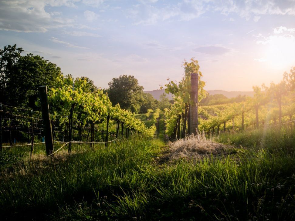 Vineyard in Augusta Wineries near The Wildwood Hotel