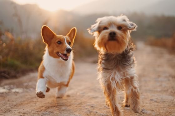 Two running dogs - Grand Hotel Portovenere  