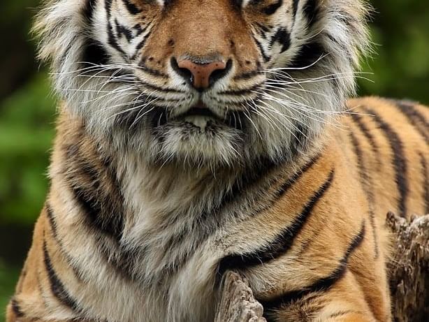 Close-up of a tiger in Nashville Zoo near Hayes Street Hotel