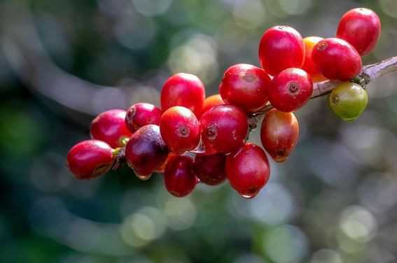 Close-up of Coffea arabica captured near Buena Vista Del Rincon