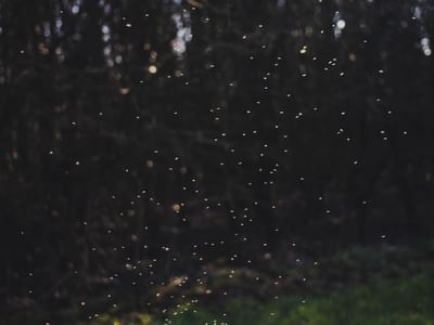 Fireflies at Sungai Kerian near Sunway Hotel Seberang Jaya