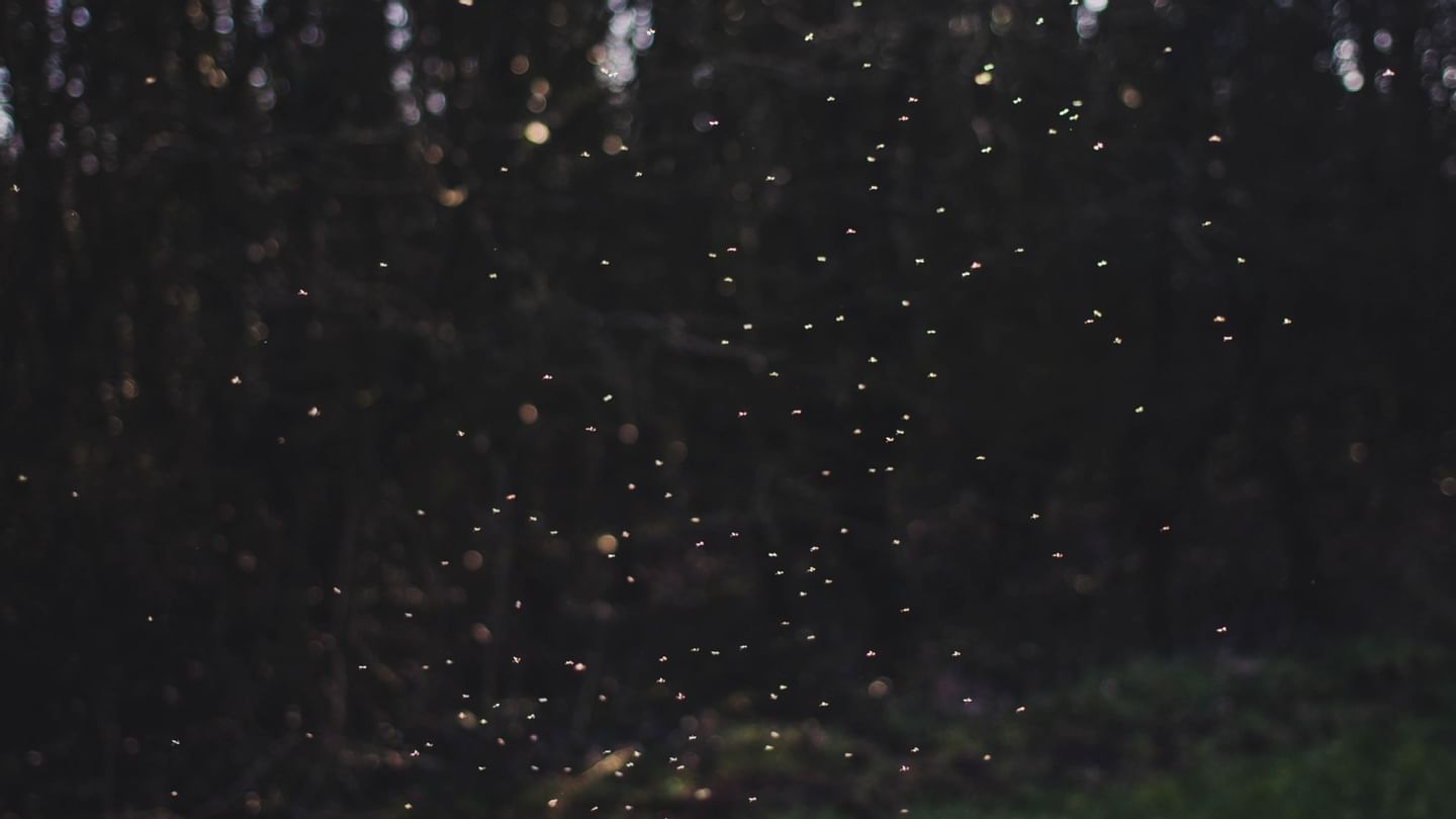 Fireflies at Sungai Kerian near Sunway Hotel Seberang Jaya