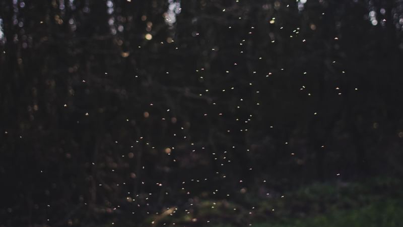 Fireflies at Sungai Kerian near Sunway Hotel Seberang Jaya