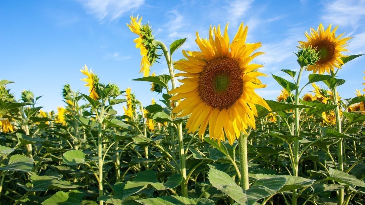  Sunflower Fields in Guadalajara