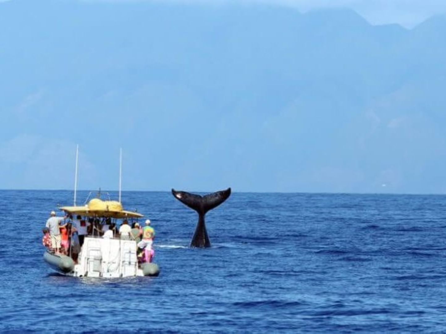 People on a boat whale-watching near Stay Hotel Waikiki