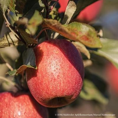 A close-up view of a red apple with water droplets hanging from a tree branch with green leaves.