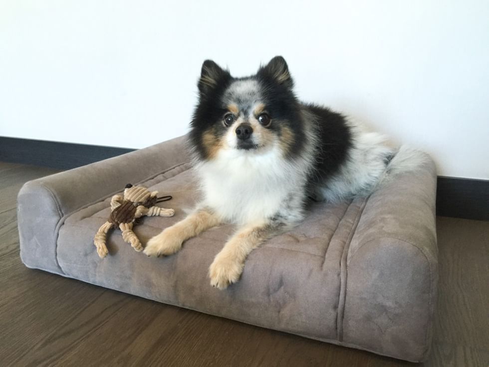 Dog sitting on a dog bed at Duparc Contemporary Suites