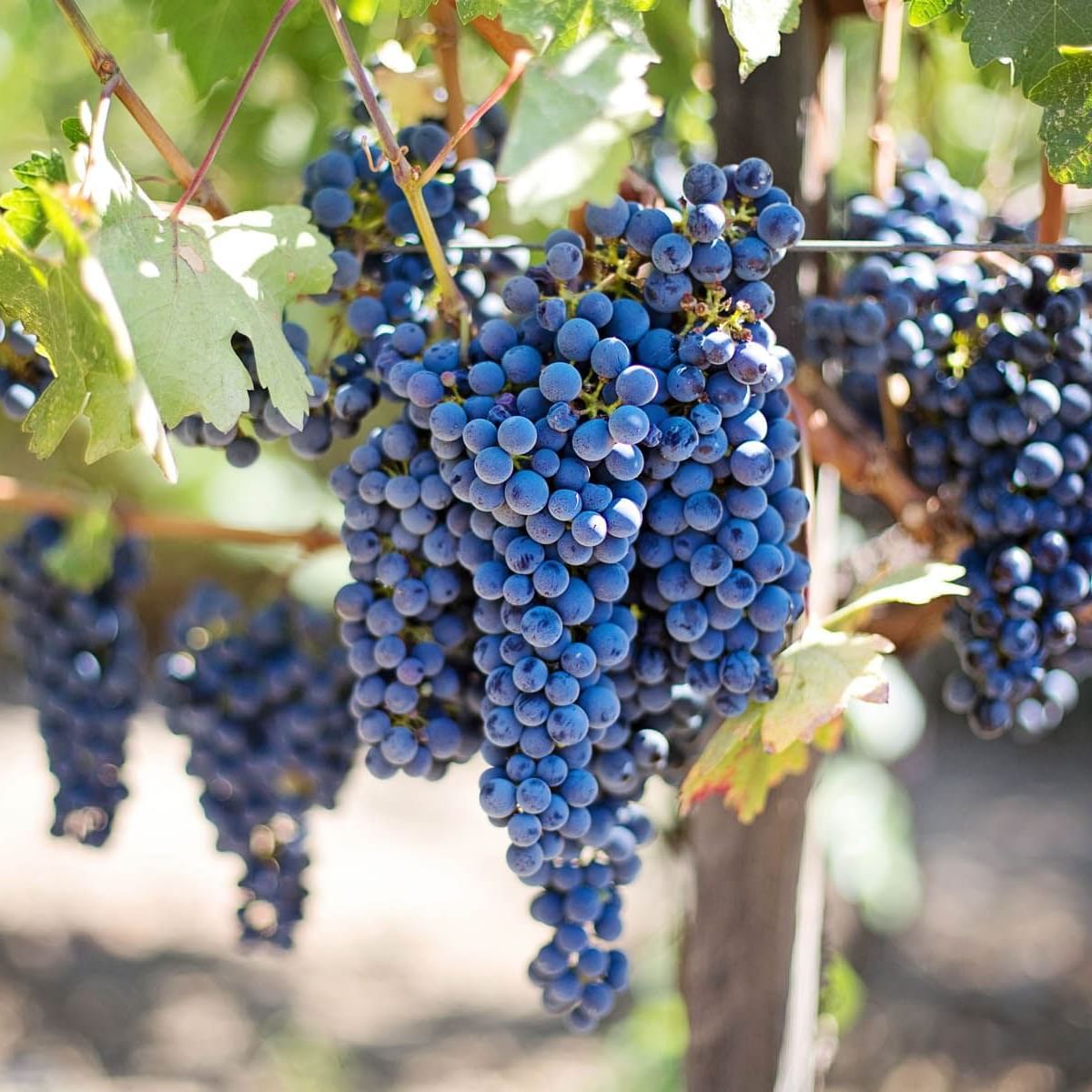 Closeup on grapes on vines in a vineyard near Originals Hotels