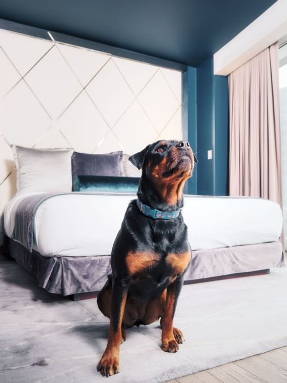 A dog sitting near the bed at Paradox Hotel Vancouver 