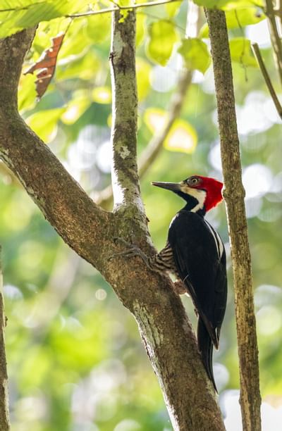 Pájaro en una rama