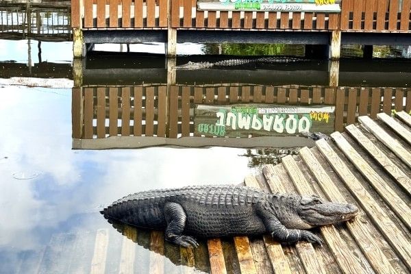 A large gator lays half in the water on a wooden dock at Gatorland in Orlando.