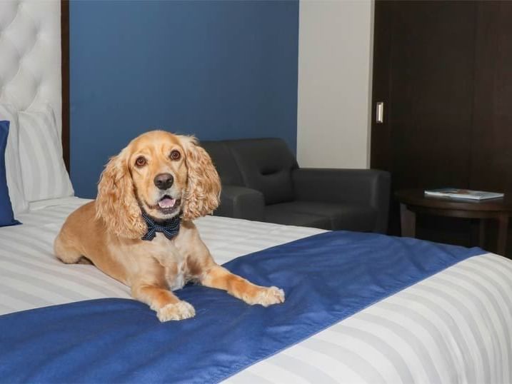 Mascota amigable