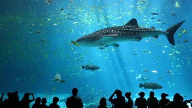 Whale shark in Vancouver Aquarium