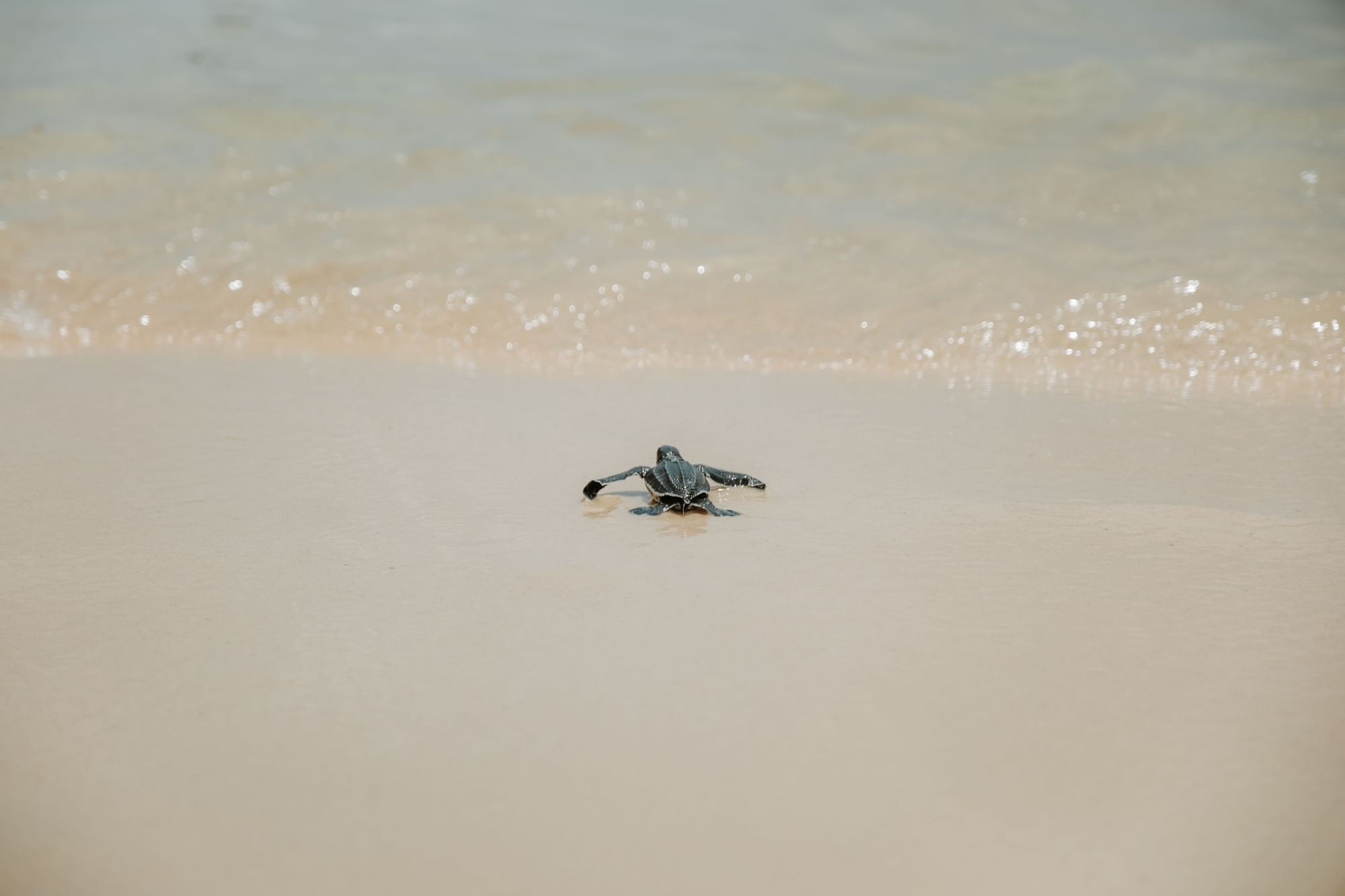 Sea Turtles hatching at Eagle Beach and Amsterdam Manor Beach Resort