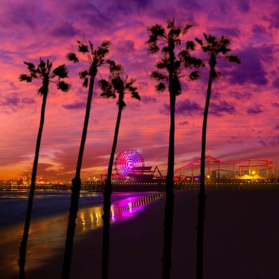palm trees on a beach in Santa Monica