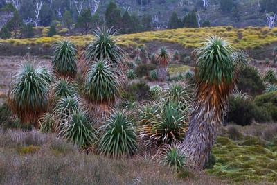 Trees in Temperate Forest near Cradle Mountain Hotel
